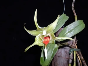 Bild von Dendrobium tobaense 3